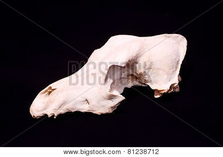 Dried Dog Skull Bone