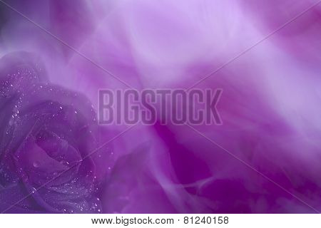 romantic photo of a moth orchid