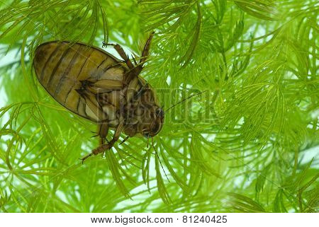 Yellow-margined Diving Beetle