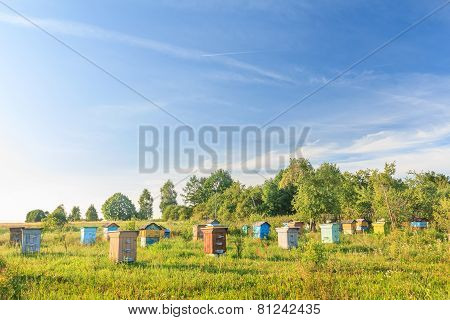 Rural Bee-garden With Several Hives