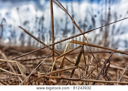 Dry Grass