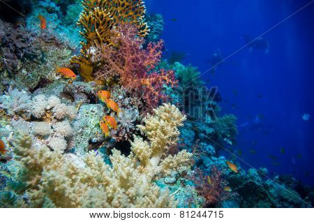 Tropical Anthias fish with net fire corals on Red Sea reef underwater