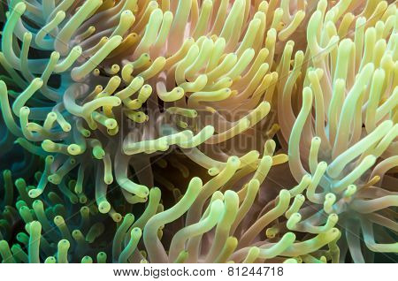 Clownfish shelters in its host anemone on a tropical coral reef
