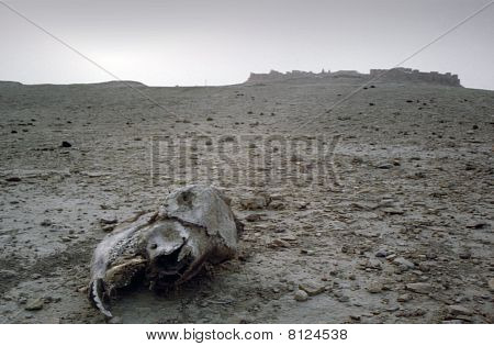 Desert kallo
