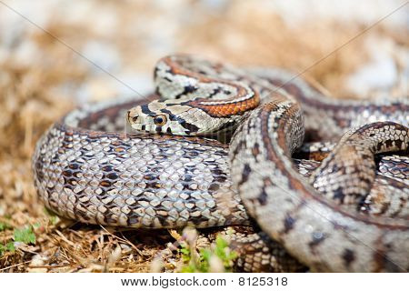 Leopar Snake