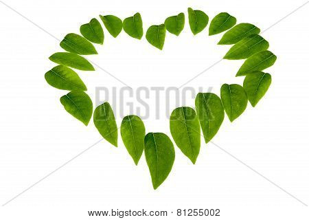 Star Gooseberry Leaf