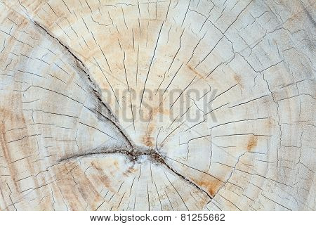 Teak wood stump background