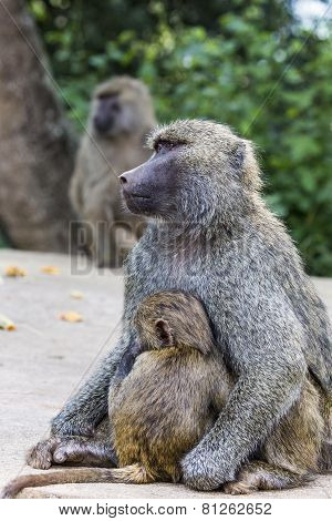 Mother And Baby Baboon