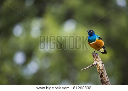 Colourful Bird Superb Starling Sits On A Branch On A Bright Blue-green Background.