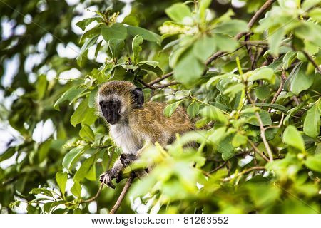 Vervet Monkey (cercopithecus Aethiops) Sitting In A Tree, South Africa