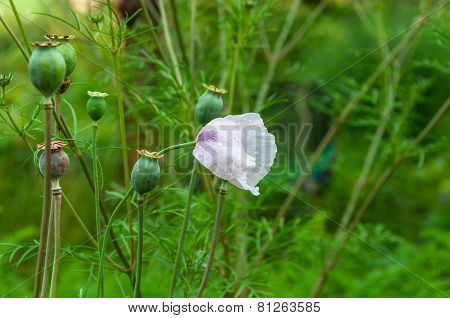 Poppy Grass Background Pattern