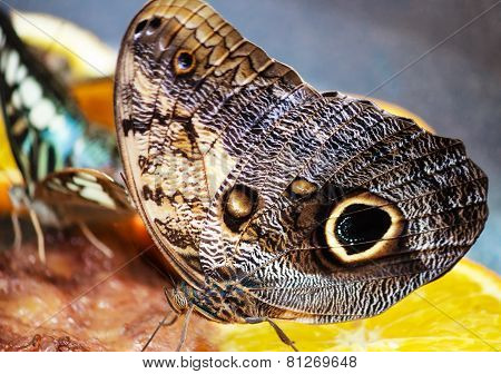 Caligo Memnon Butterfly