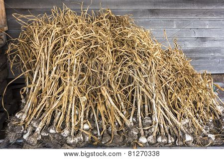Raw Organic Garlic On Farm