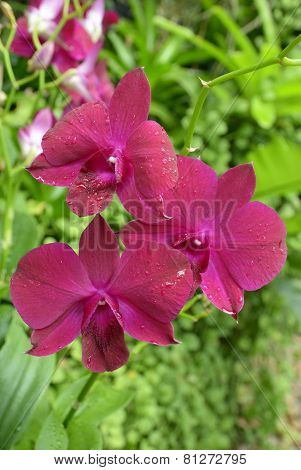 Blooming orchid Phalaenopsis (lat. Orchidáceae)
