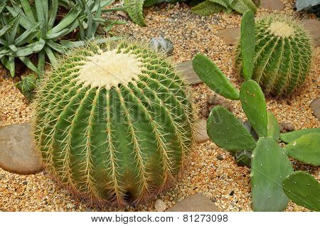 Globular cactus - Echinocactus