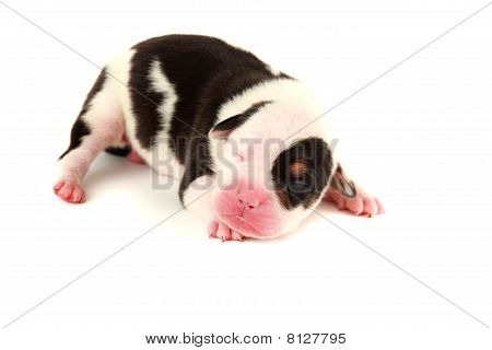 Filhote de cachorro