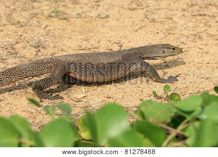Varan going on sand surface