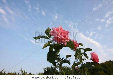 Pink Roses