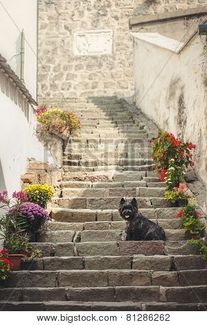 Cairn Terrier Sitting At Old Staircase In Szentendre