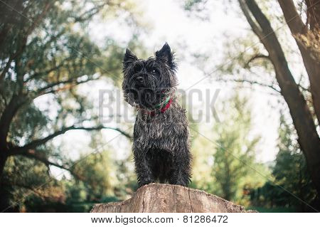Cairn Terrier Dog, Portrait Close