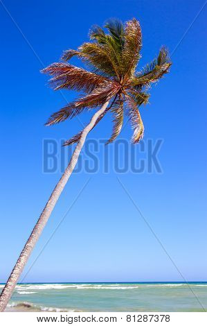 Palm Tree Over Caribbean Sea