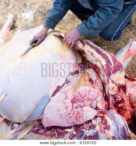 Pastores descuartizan el cadáver de una vaca