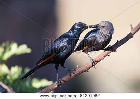 Pair Of Red Winged Starlings Wit On Branch Busy With Courtship