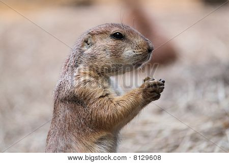 Groundhog close up