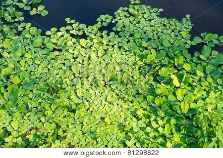 Duckweeds Floating On Water At Lagoon