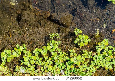 Duckweeds Floating On Water At Lagoon