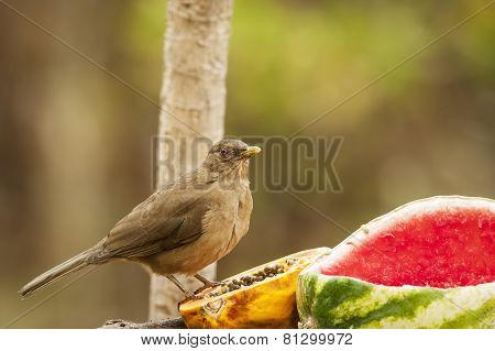 At The Feeder