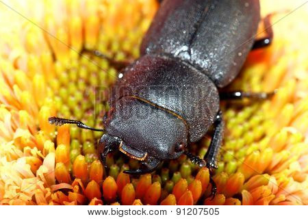 Lesser stag beetle