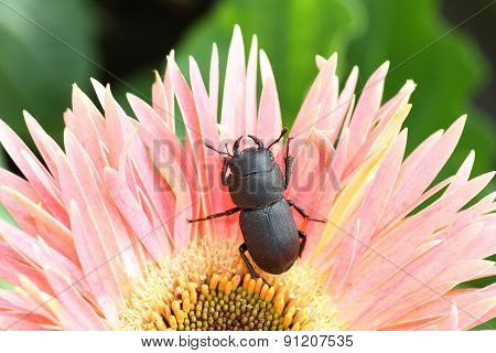Lesser stag beetle