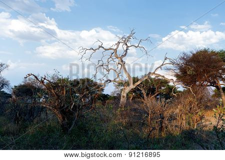 African Landscape