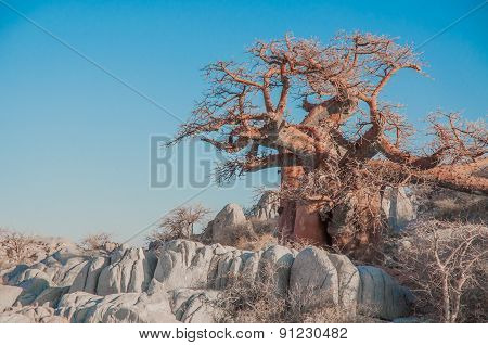 A Baobab Tree Between Granite Boulders.