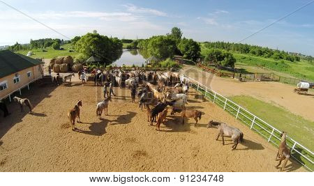 Aerial view of the farm with many horses and pond.