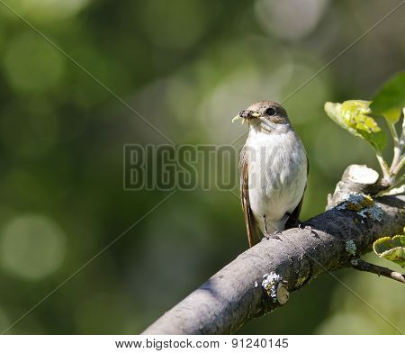 A female flycatcher sits on a twig.