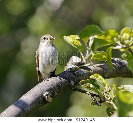 A female flycatcher sits on a twig.