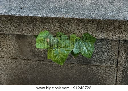 Ivy (Hedera) sprung from stone wall cleft