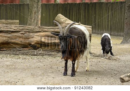 Mountain Goat
