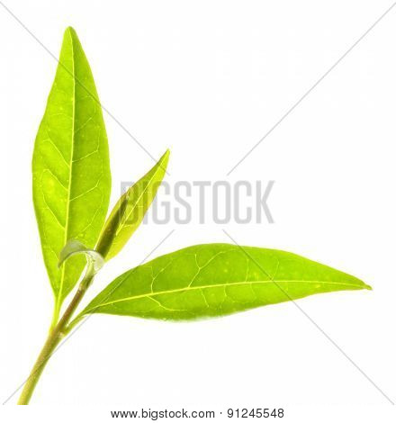 Tea tree (Thea sinensis). The leaves have been used in alternative medicine and other medical systems to treat asthma, angina pectoris, peripheral vascular disease, and coronary artery disease.