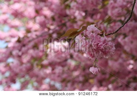 Flowers Of Japanese Sakura Cherry (prunus Serrulata)