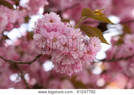 Flowers Of Japanese Sakura Cherry (prunus Serrulata)