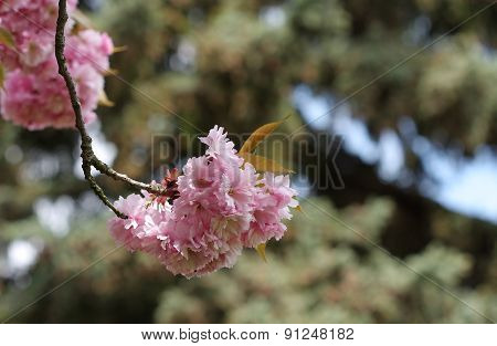 Flowers Of Japanese Sakura Cherry (prunus Serrulata)