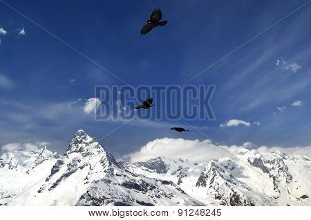 Alpine Chough (pyrrhocorax Graculus) Flying In Mountains