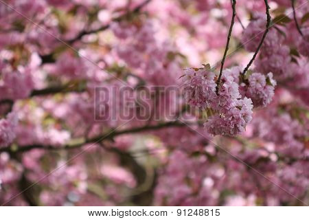 Flowers Of Japanese Sakura Cherry (prunus Serrulata)