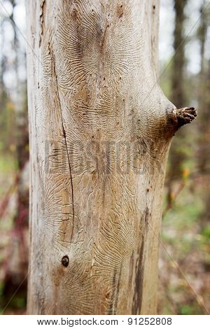 Freakish Traces Of Bug Bark Beetle Into Tree. Dried Tree In Forest Without Bark.
