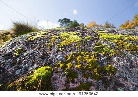 Natural Autumn Background - Rock With Bright Green Moss. Vyborg, Russia.