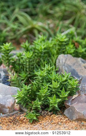Flower Bed With Succulents.