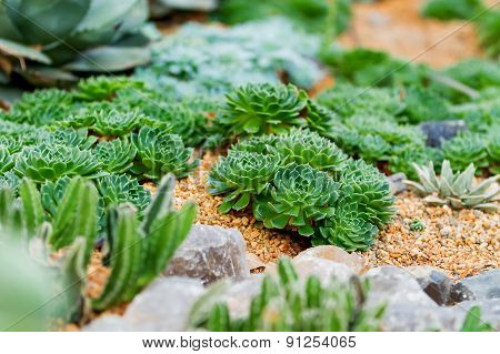 Flower Bed With Succulents.